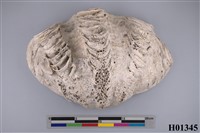 藏品(車渠蛤化石)的圖片